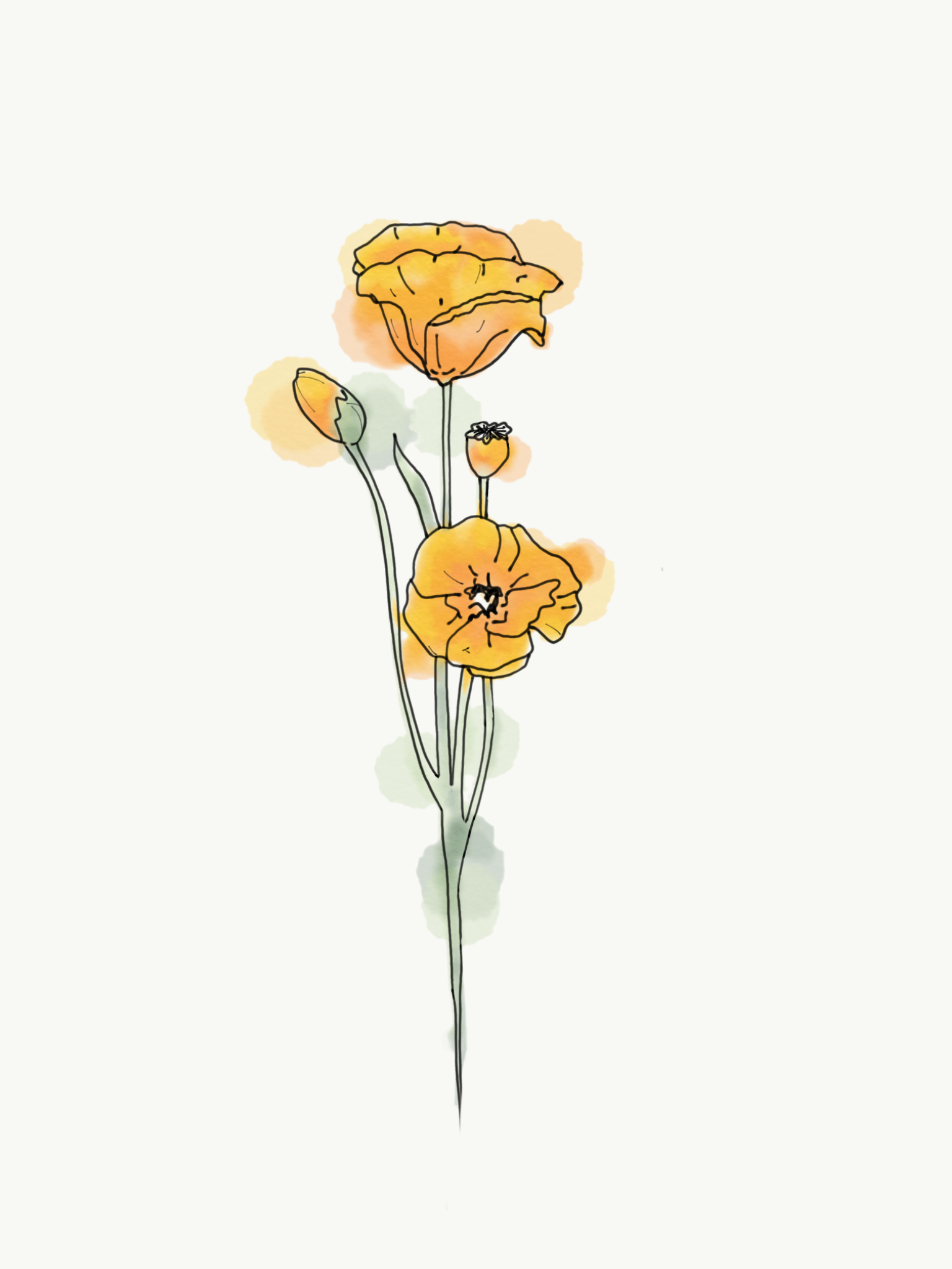 drawing of a Califronia Poppy